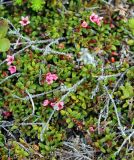 Loiseleuria procumbens. Часть куртины цветущих растений. Мурманская обл., п-ов Рыбачий, кустарничковая тундра. 28.06.2018.