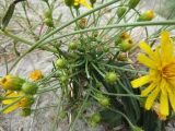 Hieracium umbellatum variety dunale. Побеги с развивающимися и распускающимися соцветиями. Калининградская обл., г. Балтийск, городской пляж. 11 августа 2018 г.