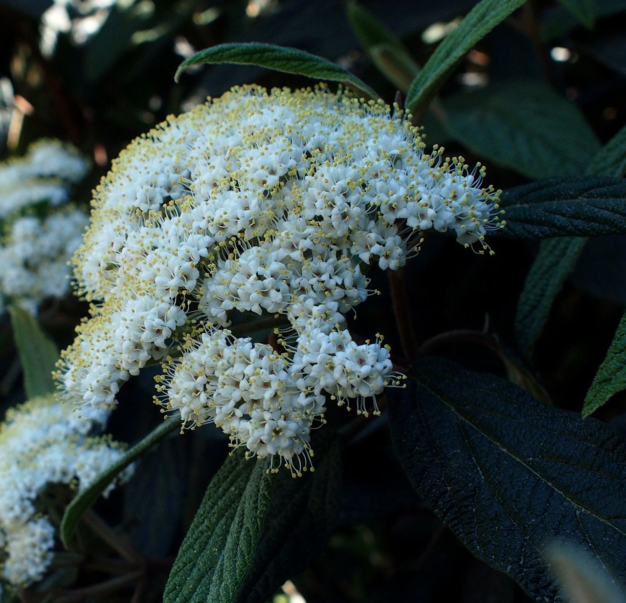 Image of Viburnum rhytidophyllum specimen.