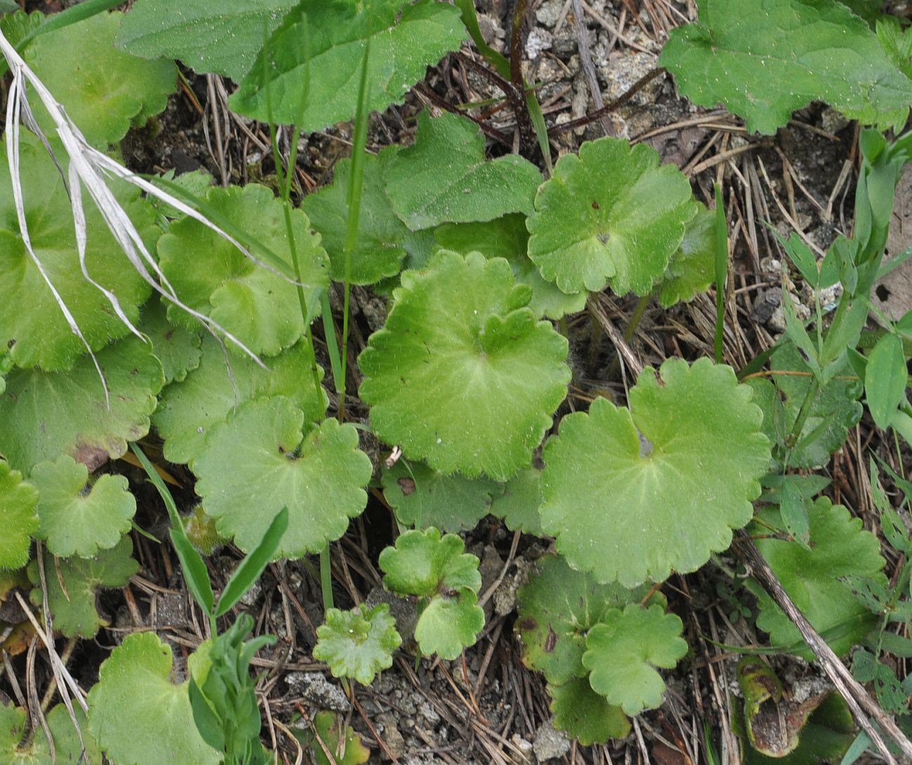 Изображение особи Saxifraga repanda.