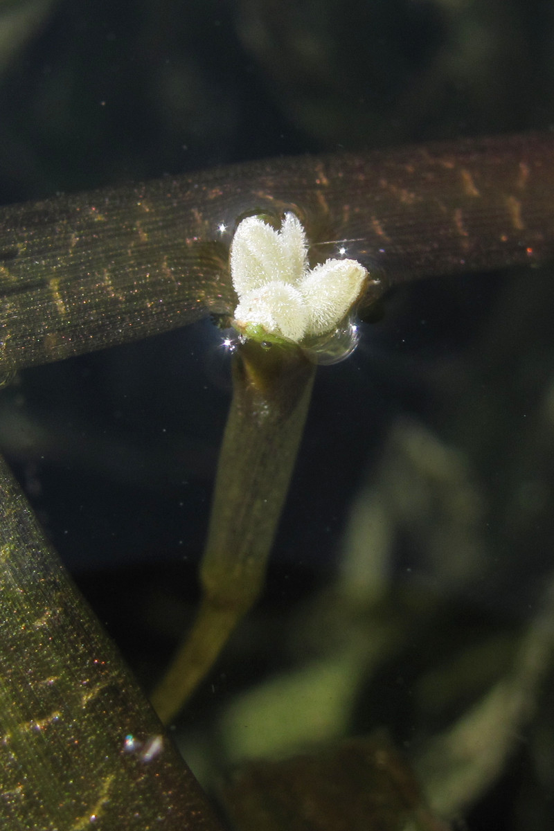 Изображение особи Vallisneria spiralis.