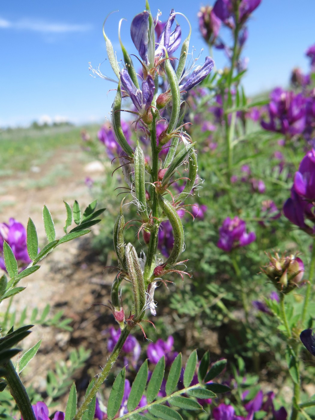 Image of Astragalus davuricus specimen.