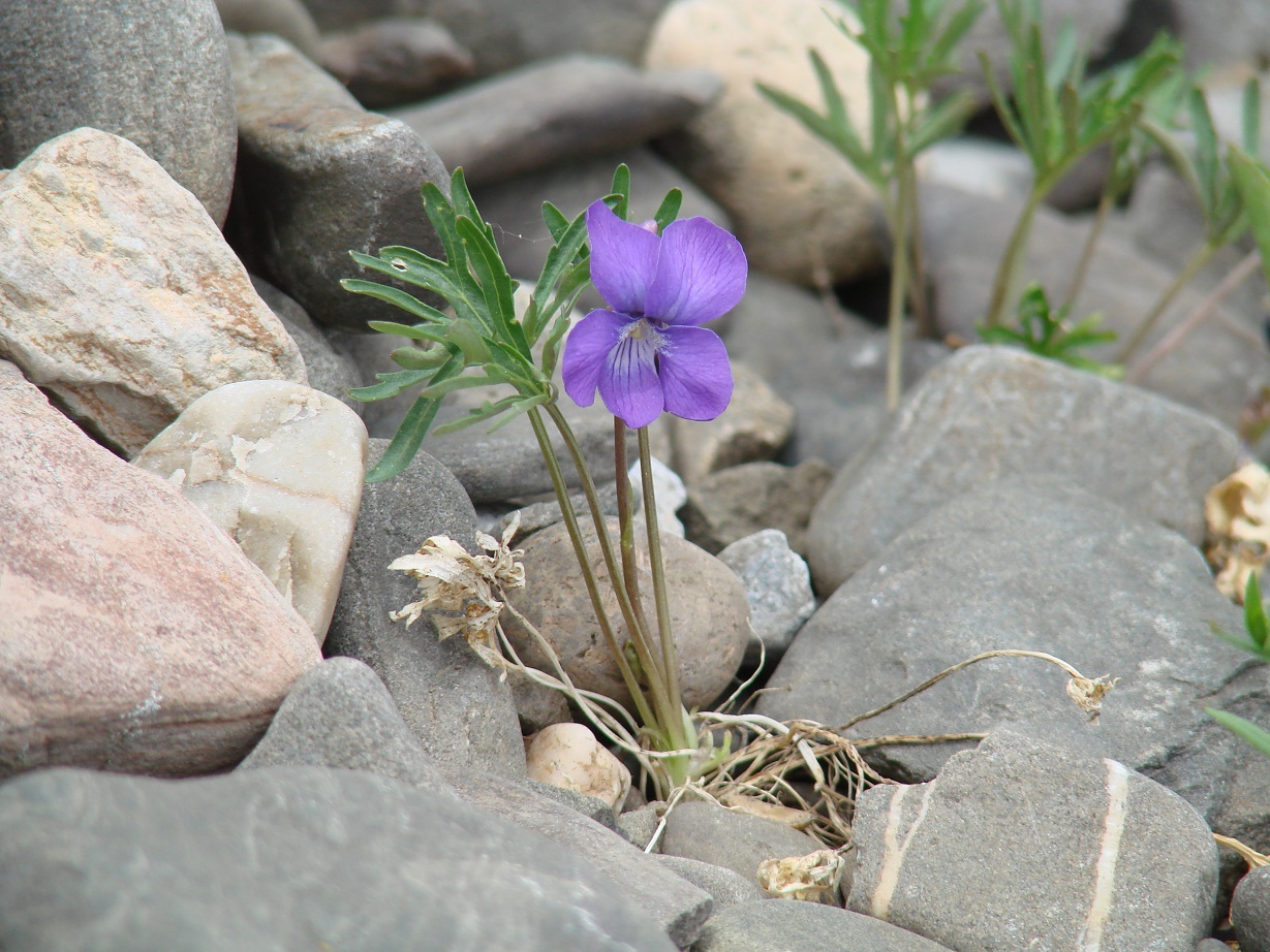 Image of Viola dissecta specimen.