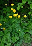 Trollius europaeus. Цветущее растение. Московская обл., Пушкинский р-н, окр. дер. Мураново, опушка смешанного леса. 25.05.2019.