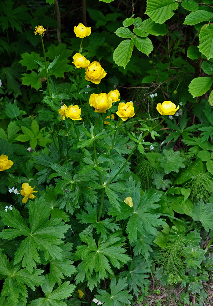 Изображение особи Trollius europaeus.