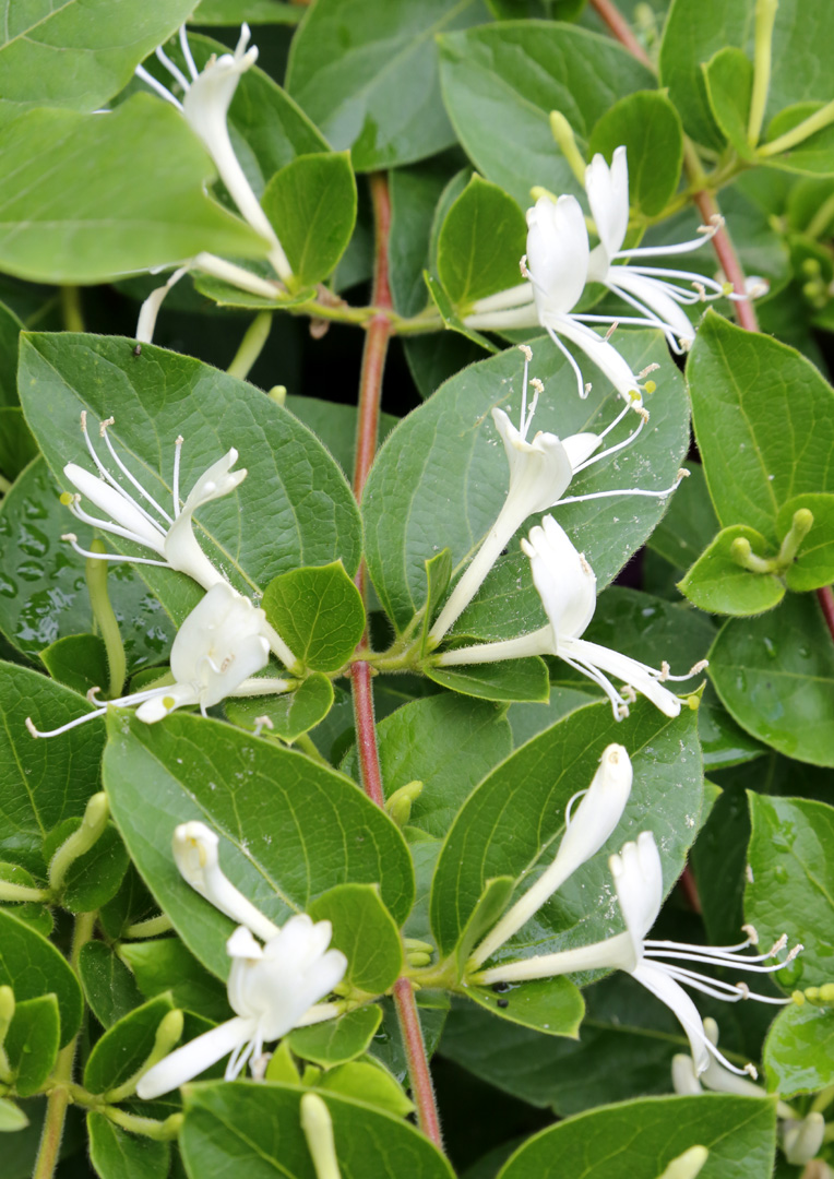 Изображение особи Lonicera japonica.