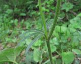 genus Ranunculus. Стеблевой лист. Дагестан, Акушинский р-н, окр. с. Акуша, ок. 1800 м н.у.м., опушка березняка. 06.06.2019.