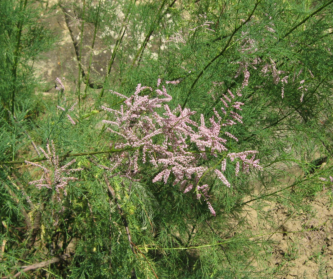 Image of Tamarix ramosissima specimen.