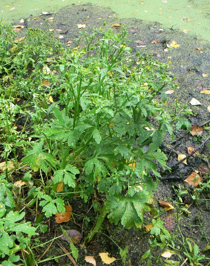 Image of Ranunculus sceleratus specimen.