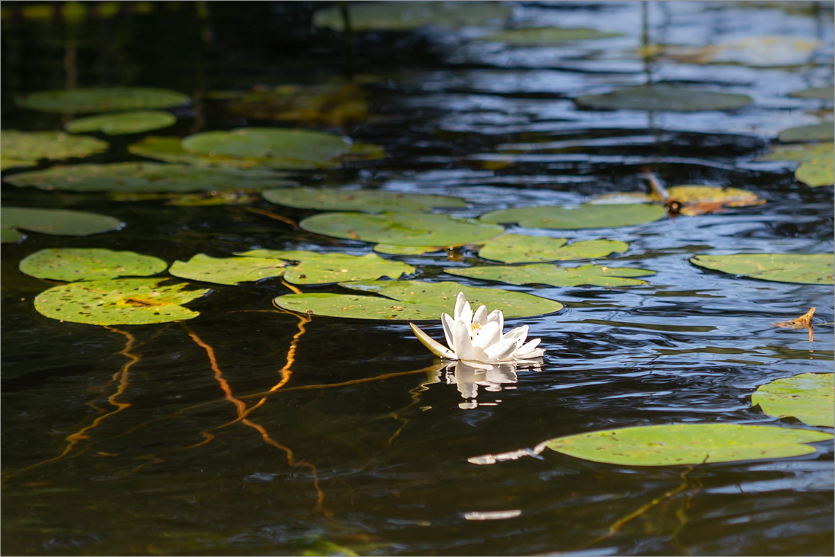 Image of Nymphaea candida specimen.