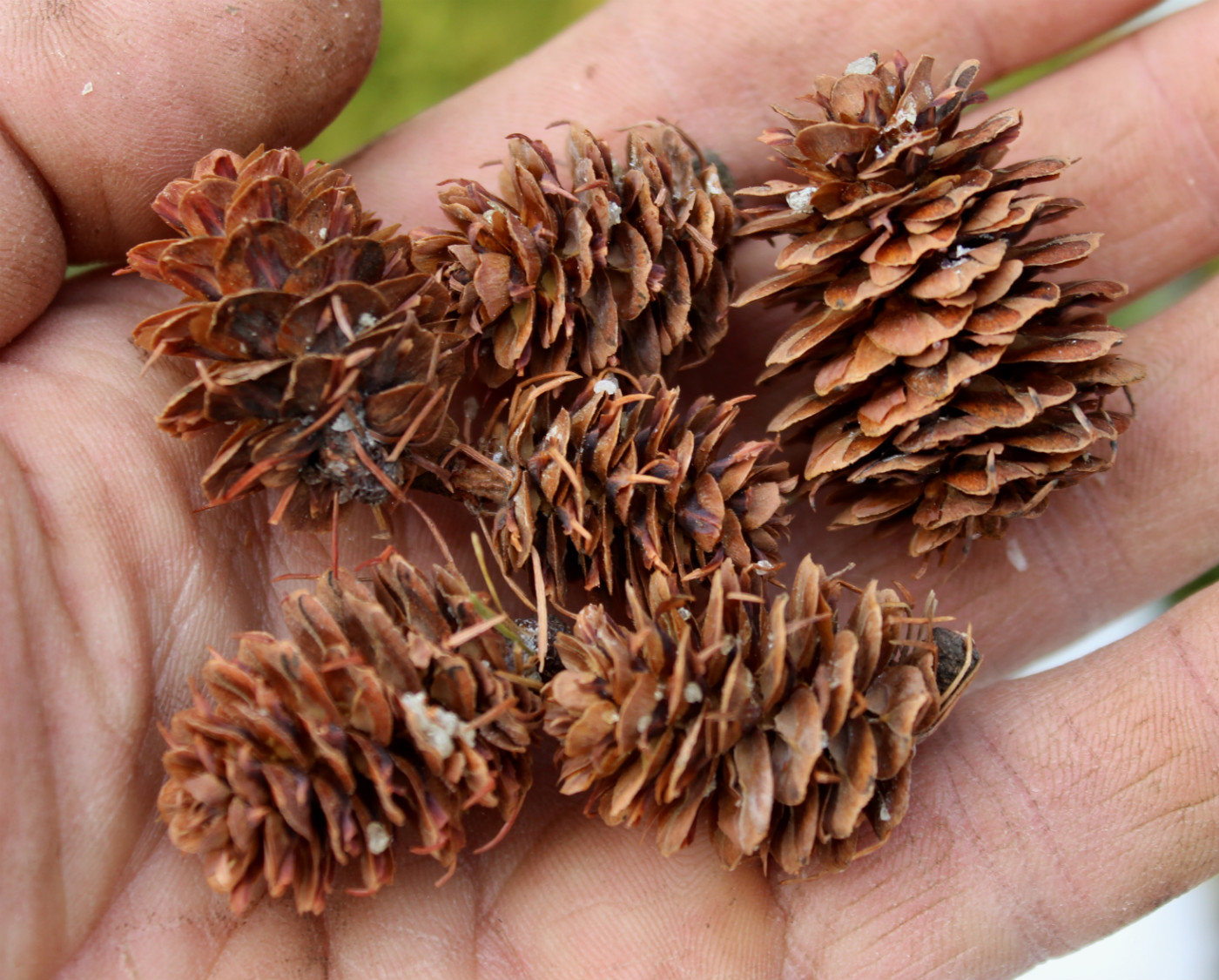 Image of Larix occidentalis specimen.