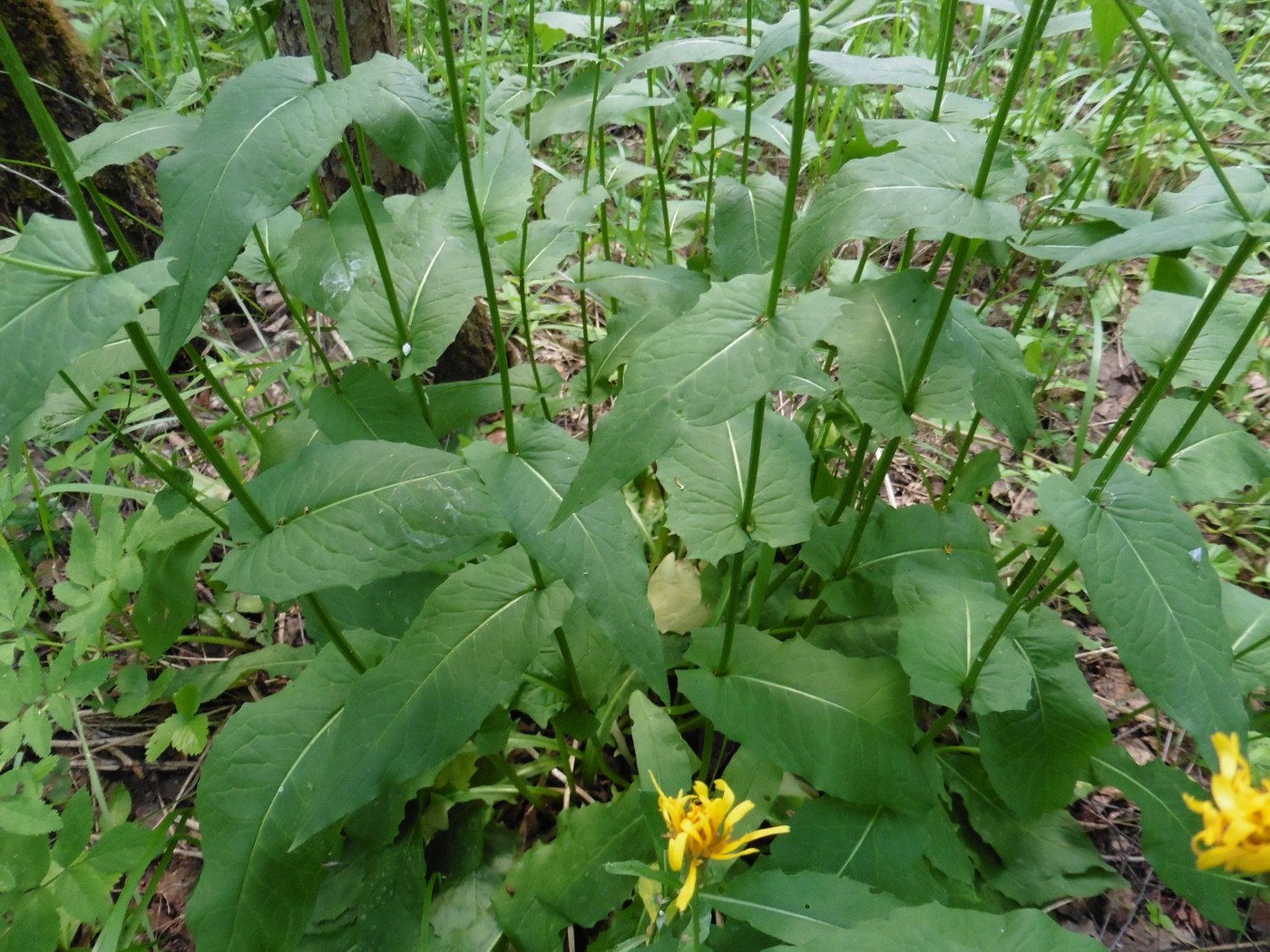 Изображение особи Crepis paludosa.