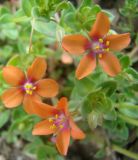 Anagallis arvensis