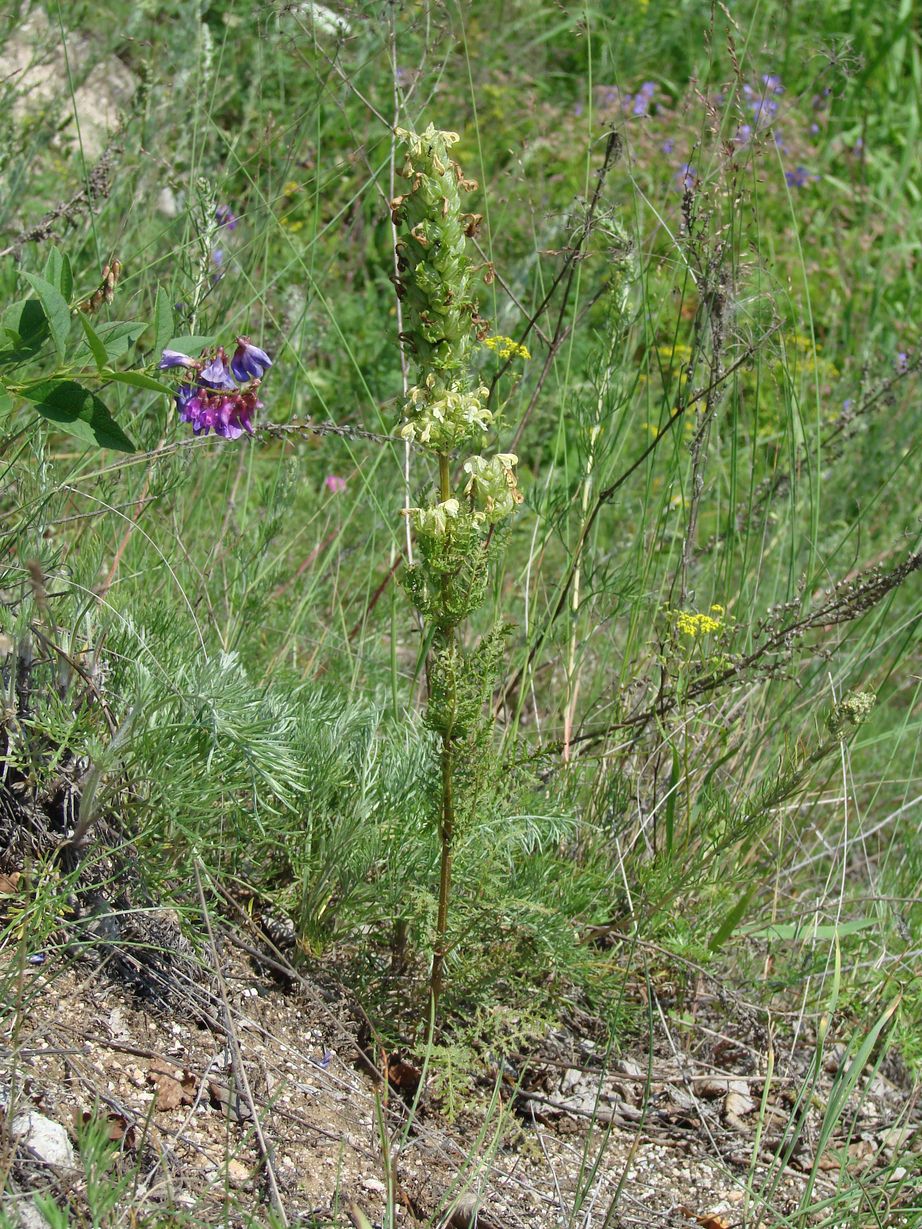 Image of Pedicularis myriophylla specimen.