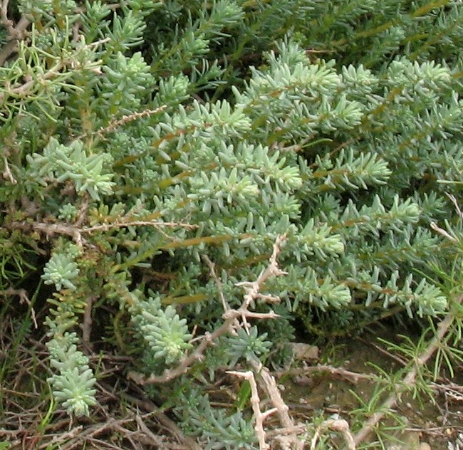 Image of familia Chenopodiaceae specimen.