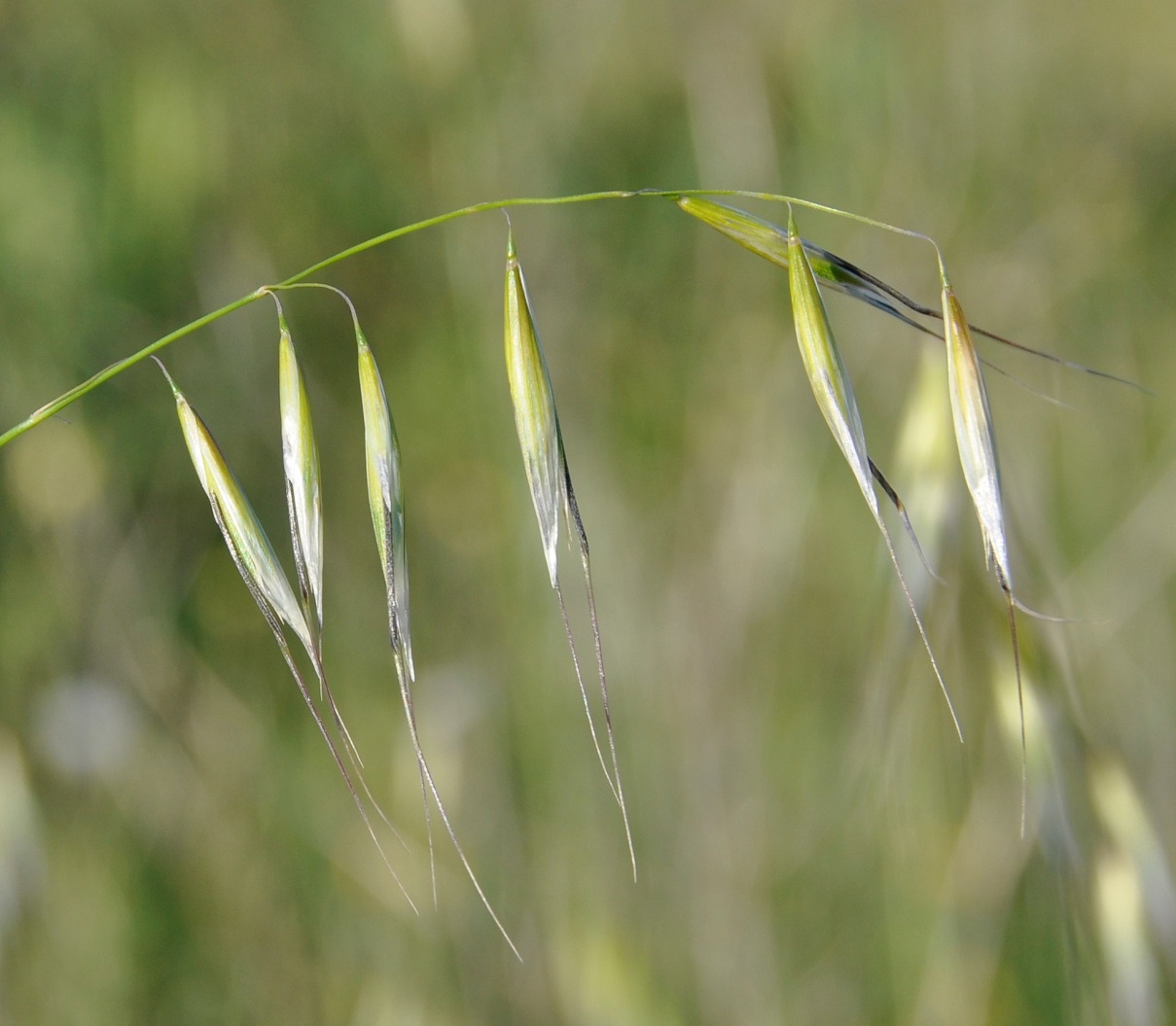 Image of genus Avena specimen.