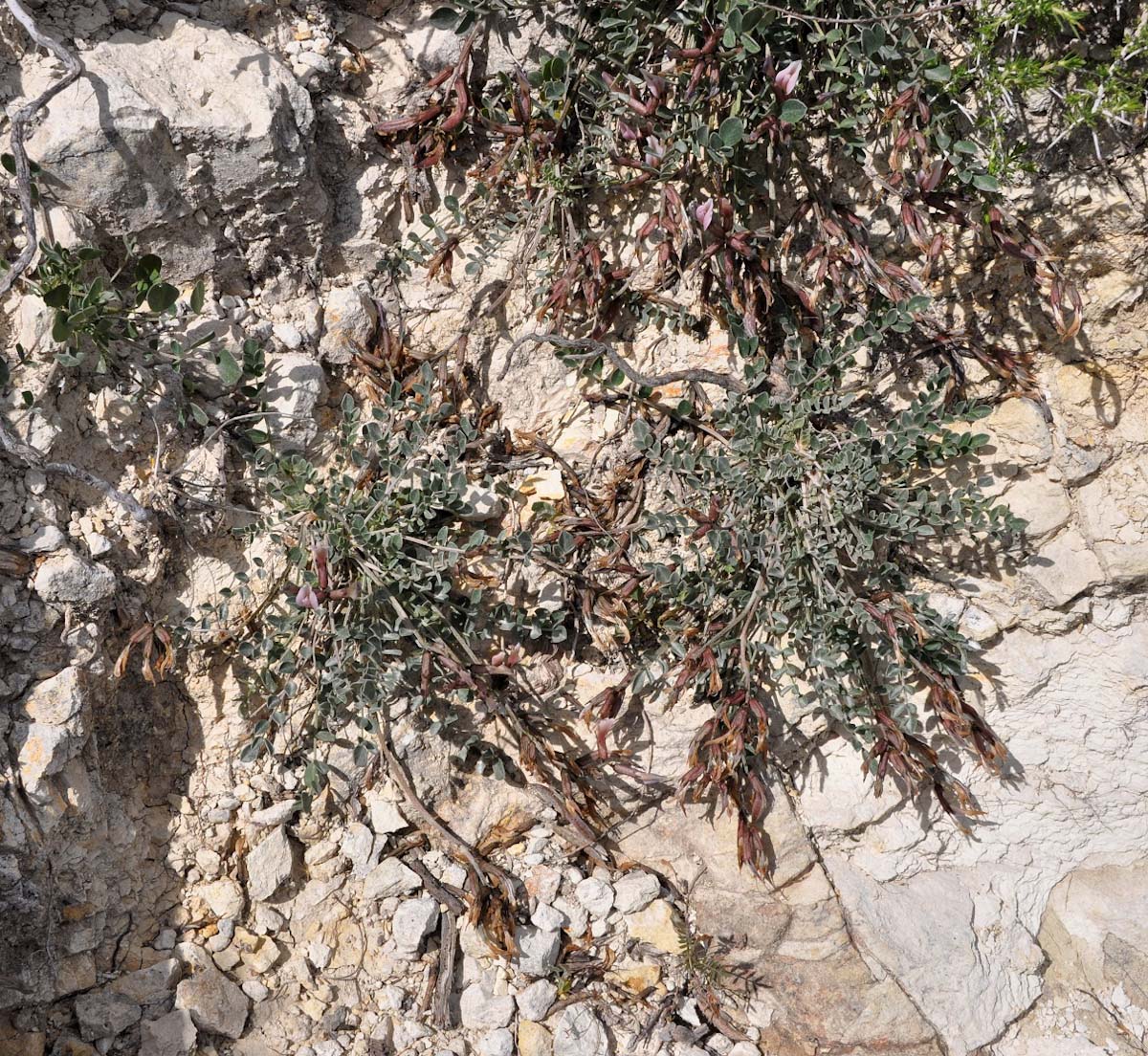 Image of Astragalus cyprius specimen.