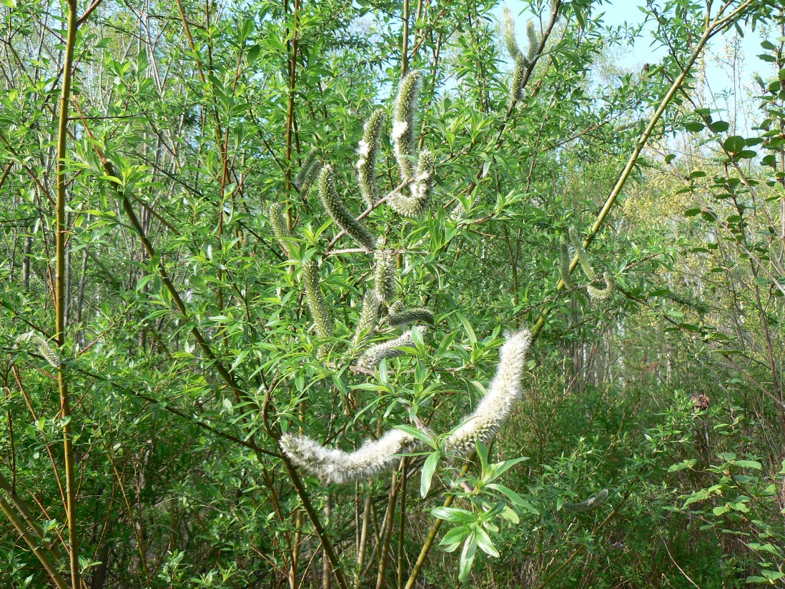 Изображение особи Salix gracilistyla.