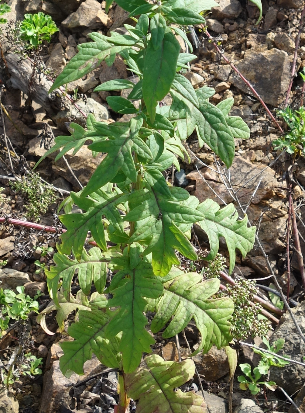 Image of Saussurea pulchella specimen.