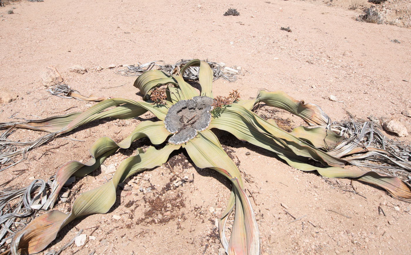 Image of Welwitschia mirabilis specimen.