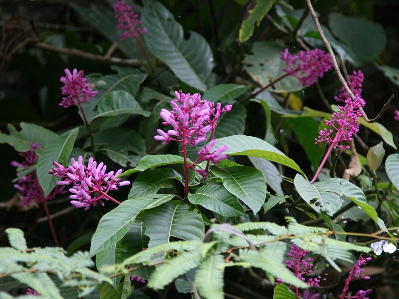 Image of genus Palicourea specimen.