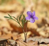 Смотреть изображение Viola dissecta