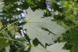 Acer saccharinum. Лист с обратной стороны. Беларусь, г. Минск, Лошицкий парк, декоративное озеленение. 06.06.2020.