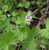 Geranium pusillum