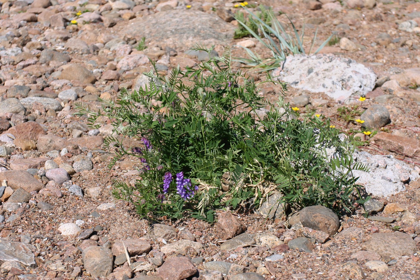 Изображение особи Vicia cracca.