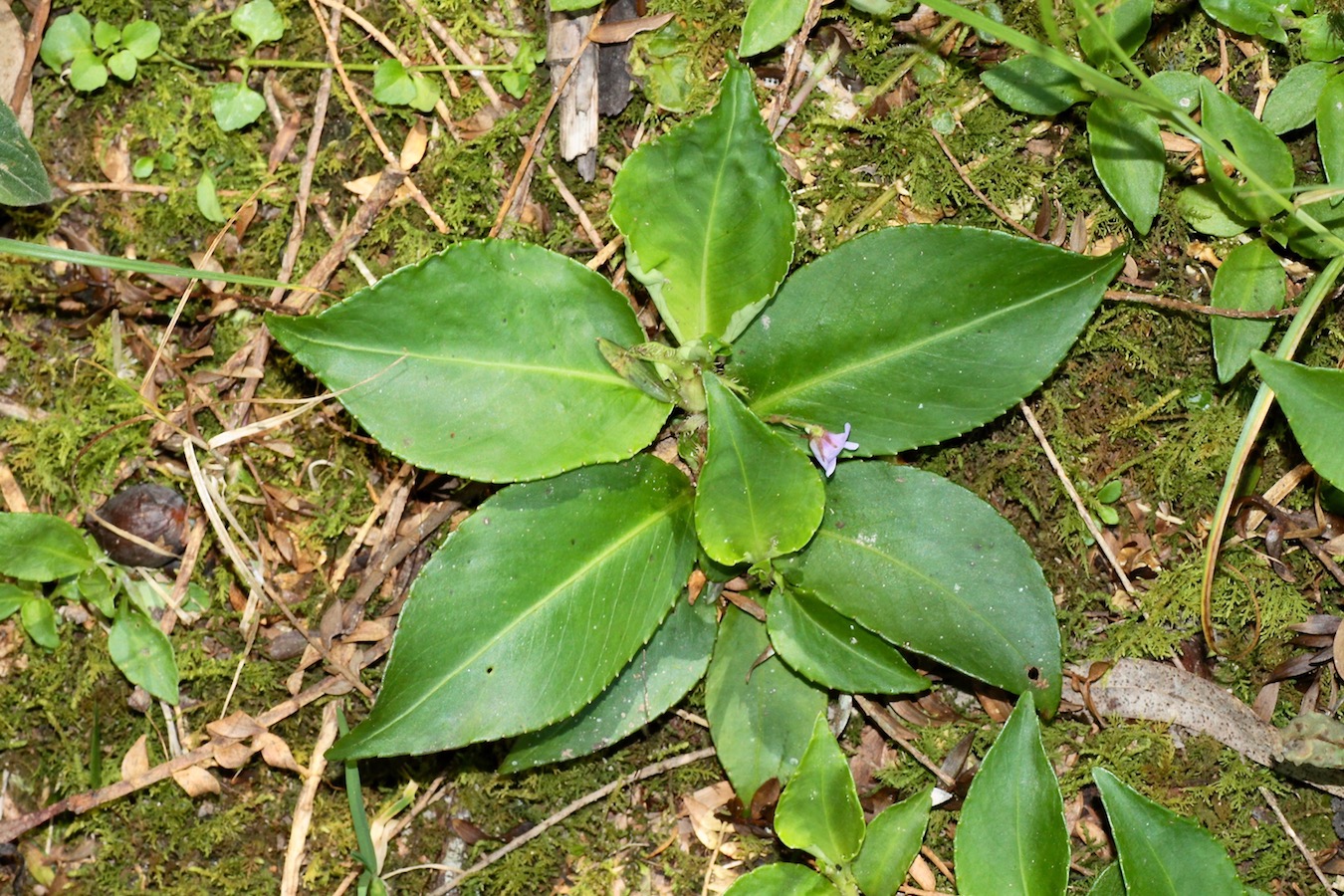 Image of Viola scandens specimen.