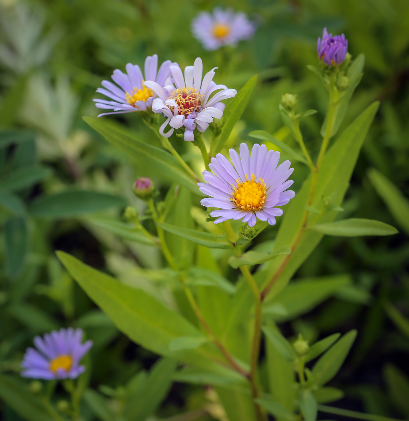 Image of genus Symphyotrichum specimen.