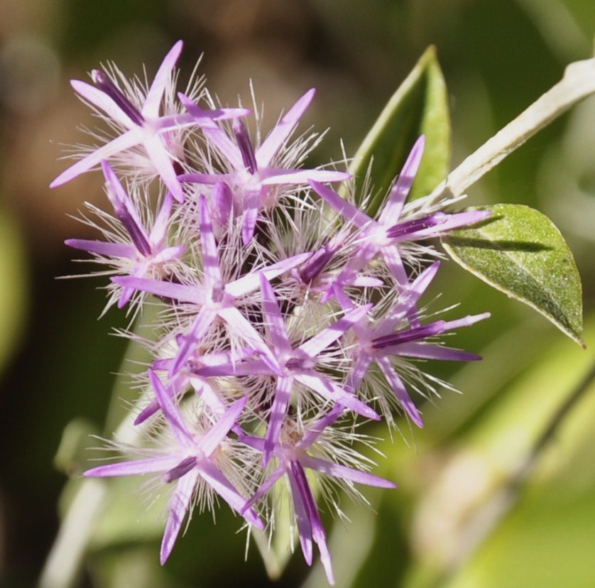 Image of Staehelina uniflosculosa specimen.