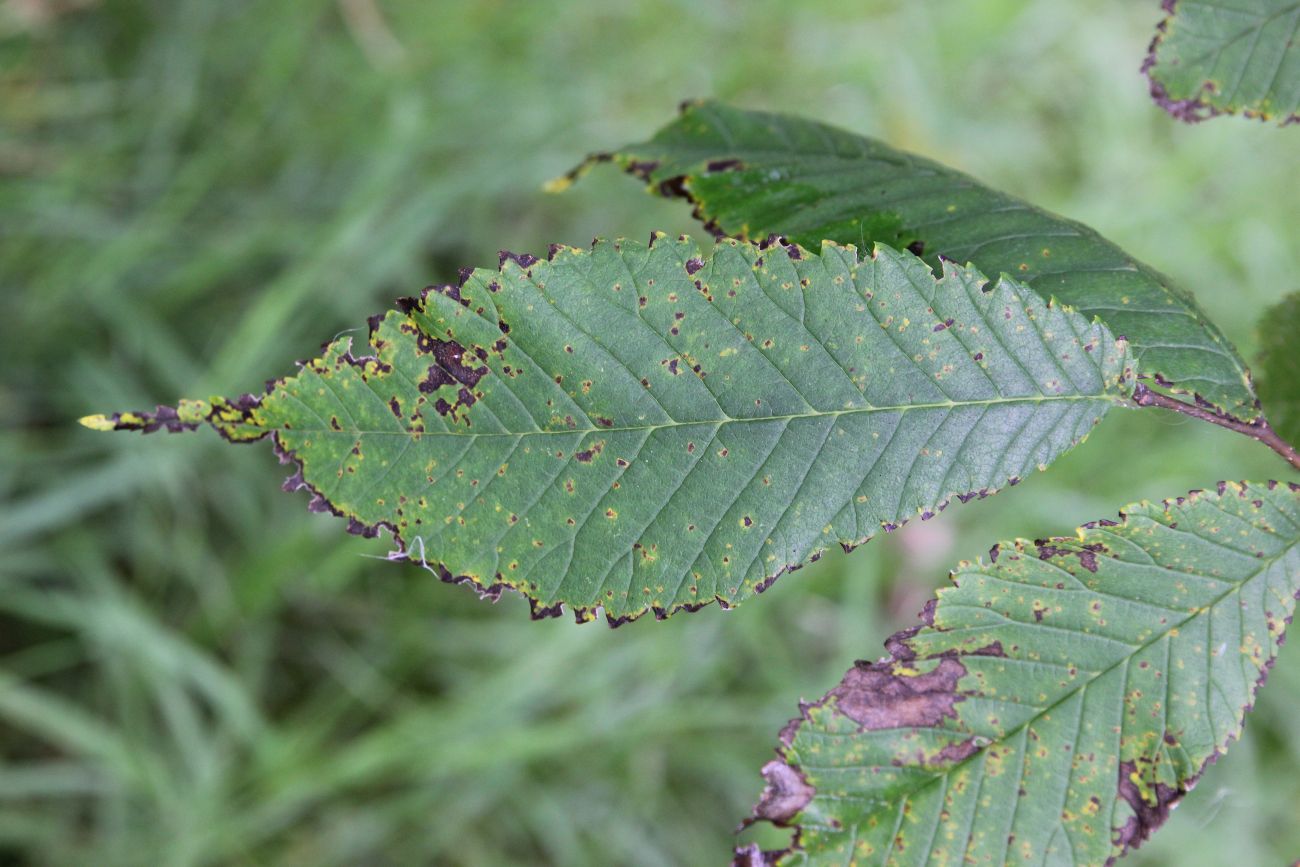 Image of genus Ulmus specimen.