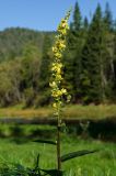 Verbascum nigrum. Верхушка цветущего побега. Башкортостан, Гафурийский р-н, окр. дер. Толпарово, долина р. Зилим, заросшая луговой растительностью речная терраса. 3 сентября 2020 г.