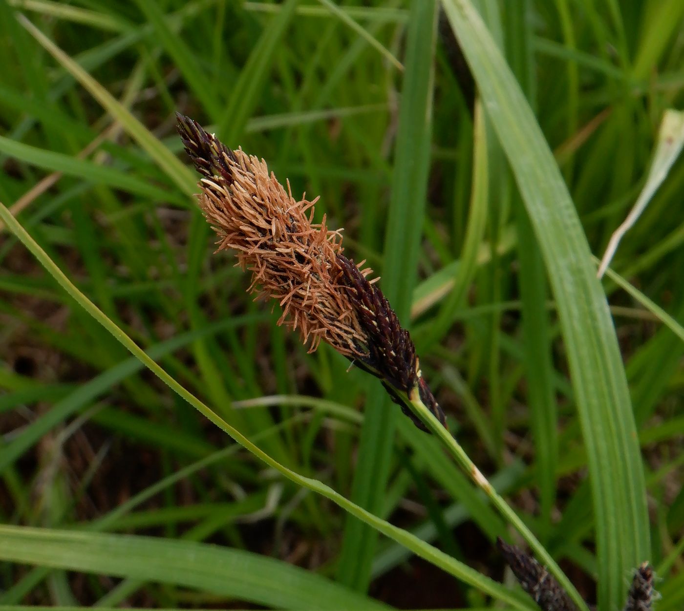 Изображение особи Carex riparia.