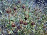 Rosa persica. Верхушка плодоносящего растения. Казахстан, Заилиский Алатау, горы Бокайдынтау, перевал Кок-Пек. 02.09.2010.