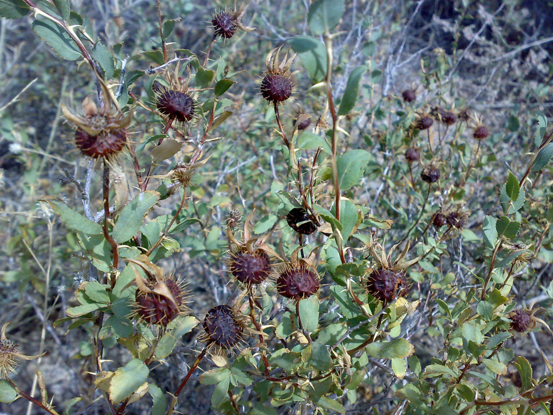 Image of Rosa persica specimen.