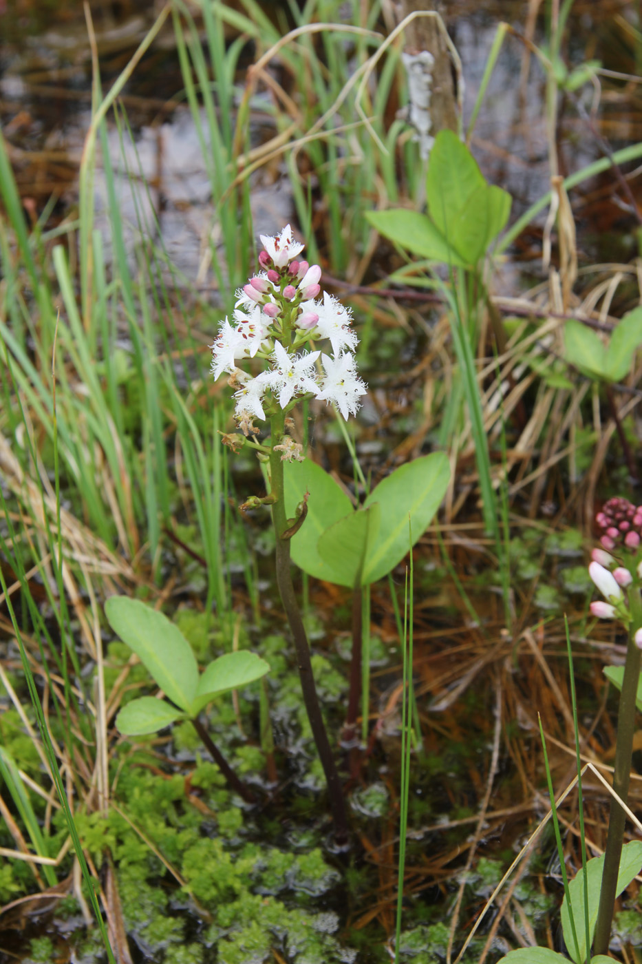 Image of Menyanthes trifoliata specimen.