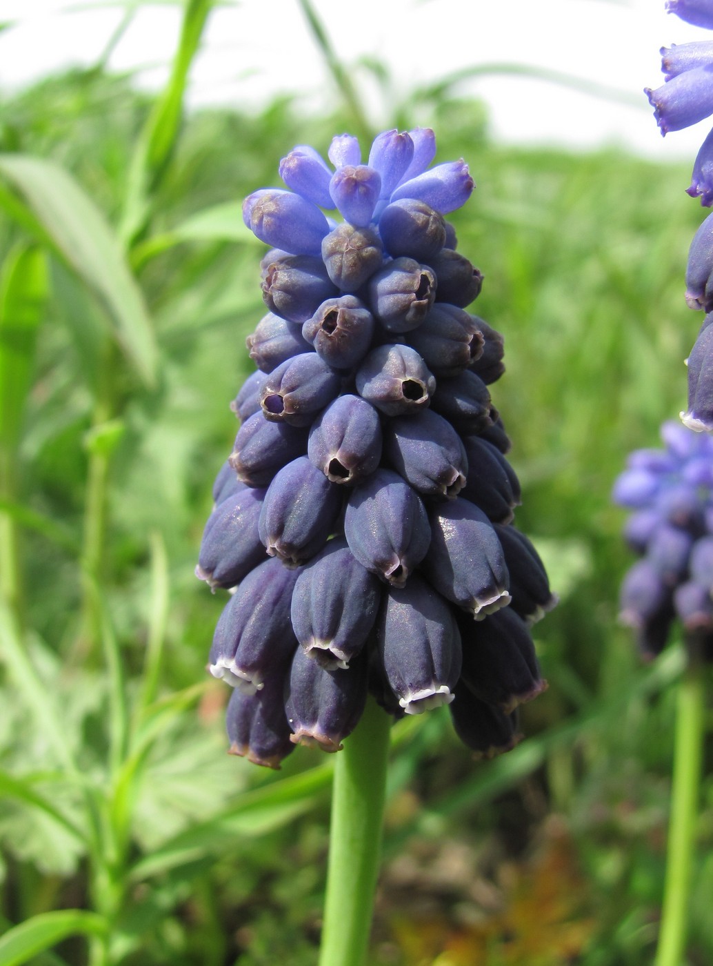 Image of Muscari neglectum specimen.