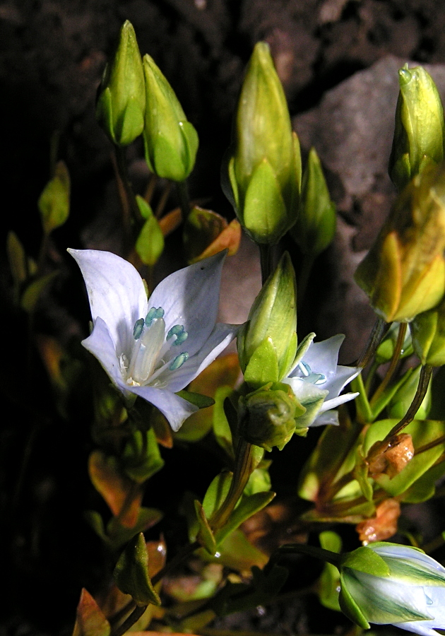 Image of Lomatogonium carinthiacum specimen.