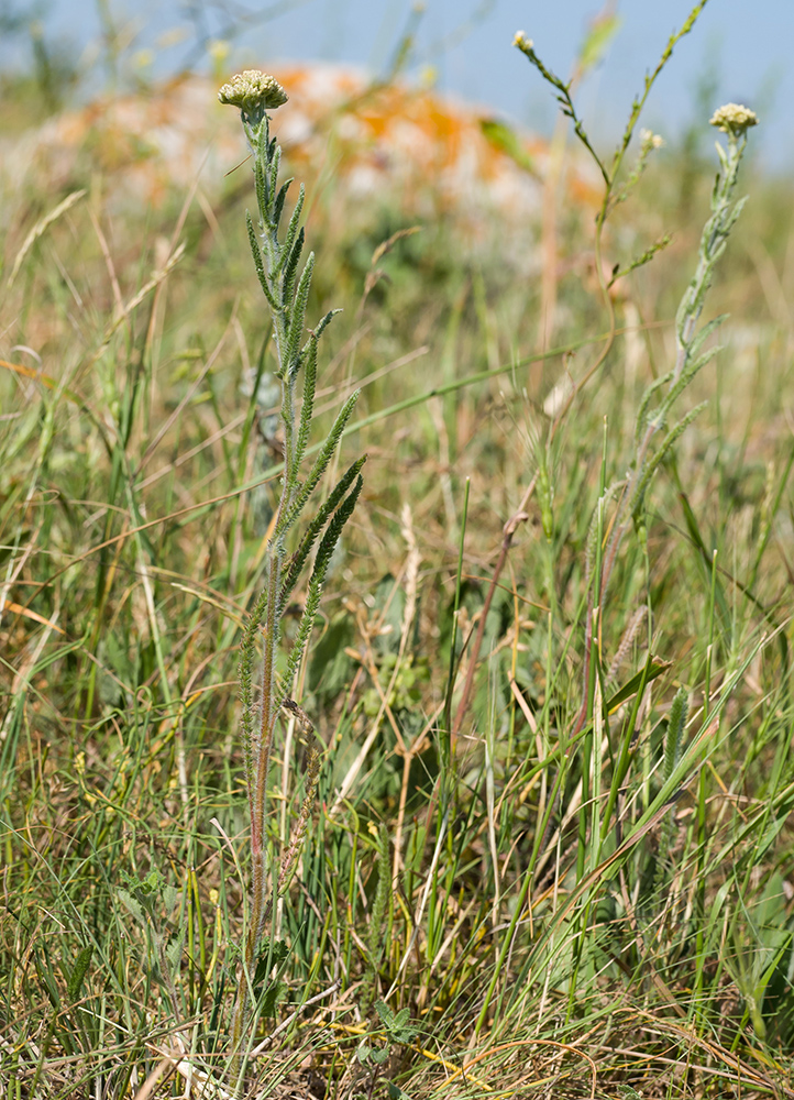 Image of genus Achillea specimen.