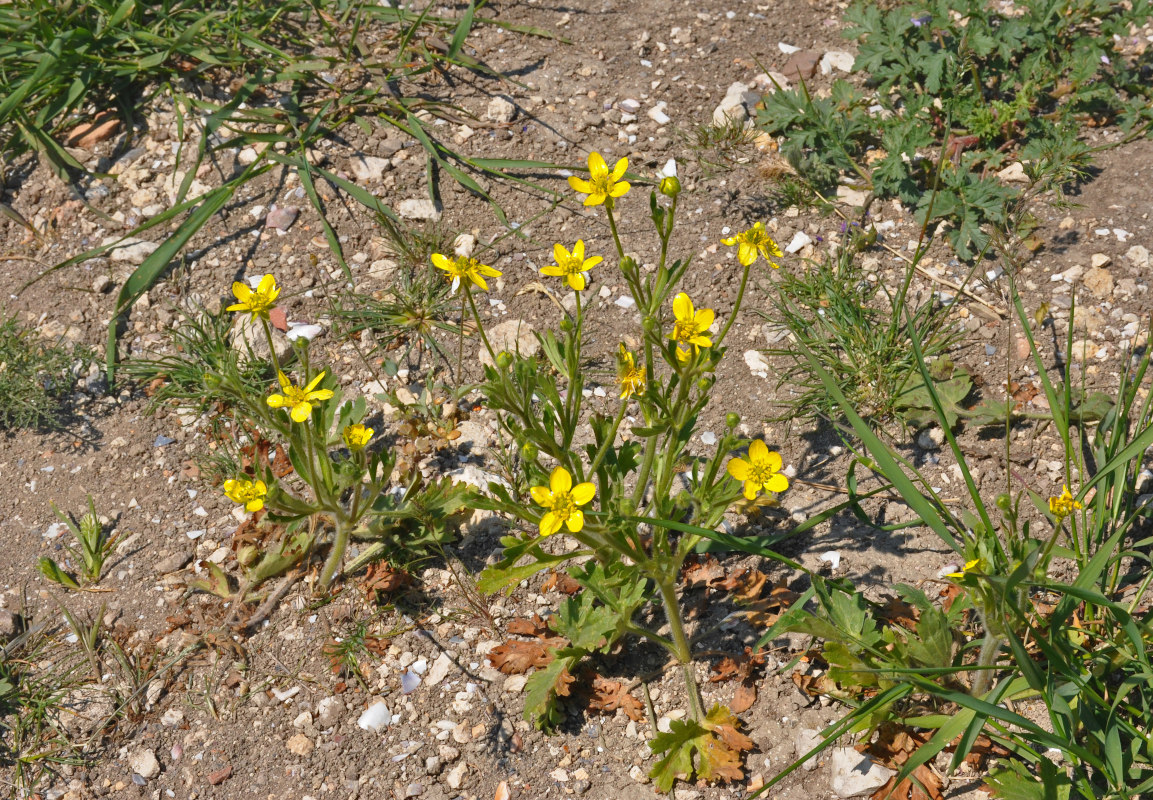 Изображение особи Ranunculus oxyspermus.