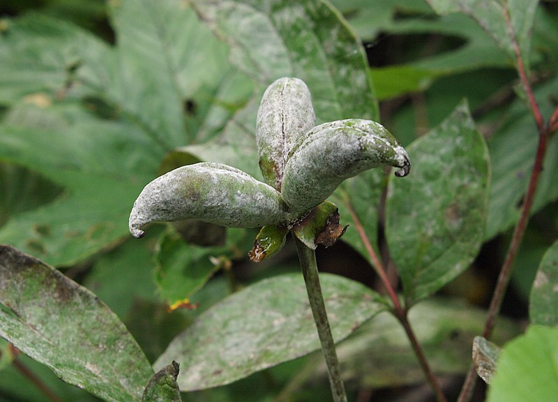 Изображение особи Paeonia obovata.