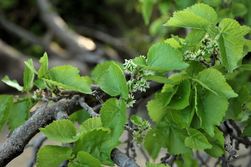 Изображение особи Morus alba.