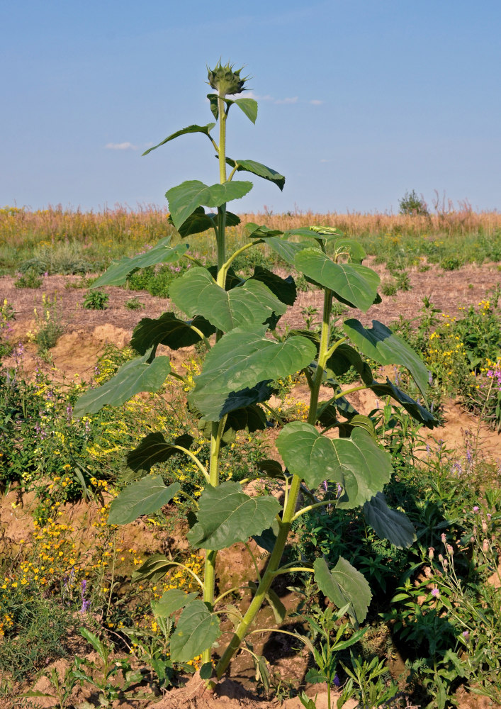 Image of Helianthus annuus specimen.