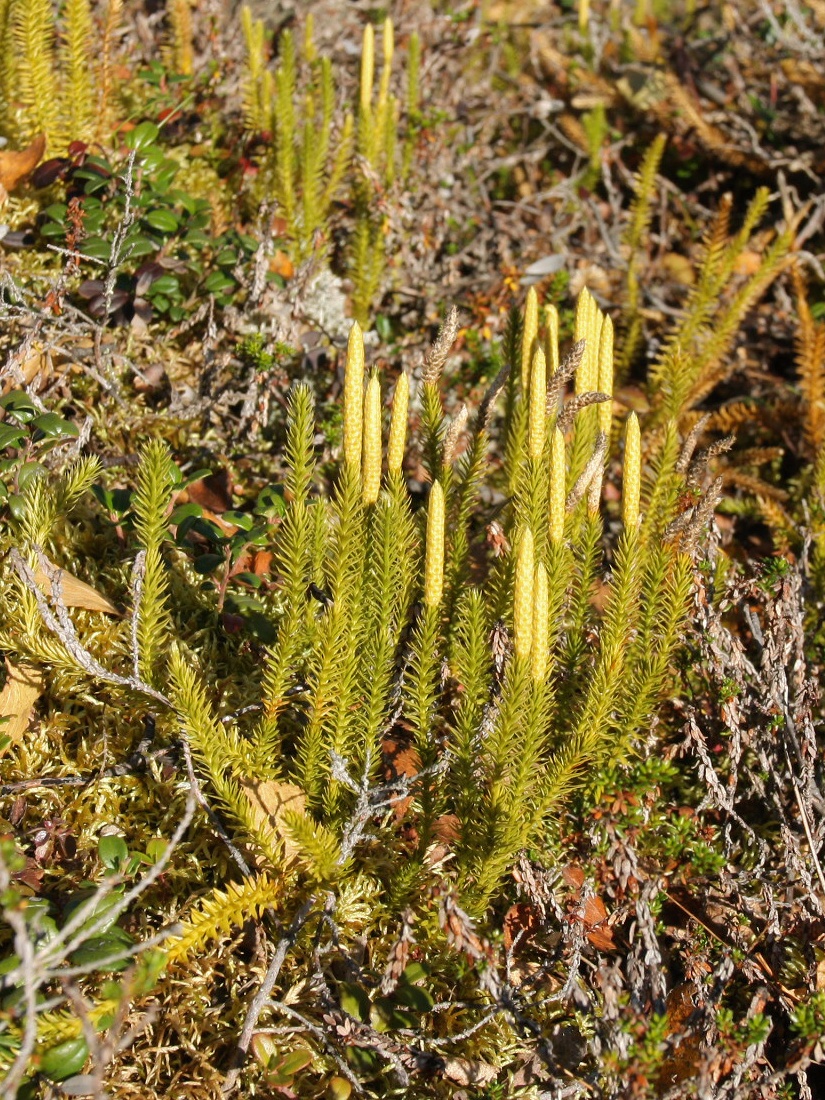 Изображение особи Lycopodium annotinum.