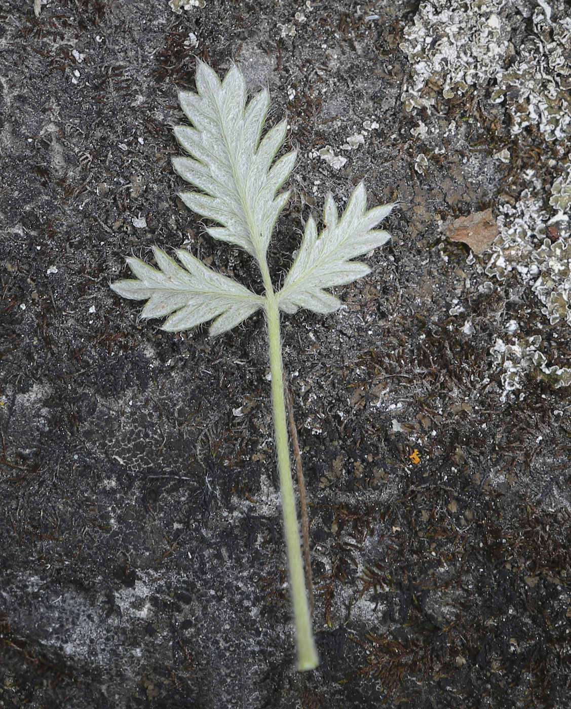 Image of Potentilla kuznetzowii specimen.