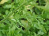 Papaver stevenianum