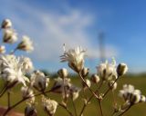 Gypsophila paniculata. Цветки. Тульская обл., Плавский р-н, окр. пос. Молочные Дворы, луг. 24.07.2022.