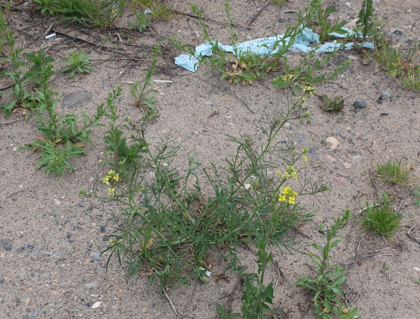 Image of Sisymbrium altissimum specimen.